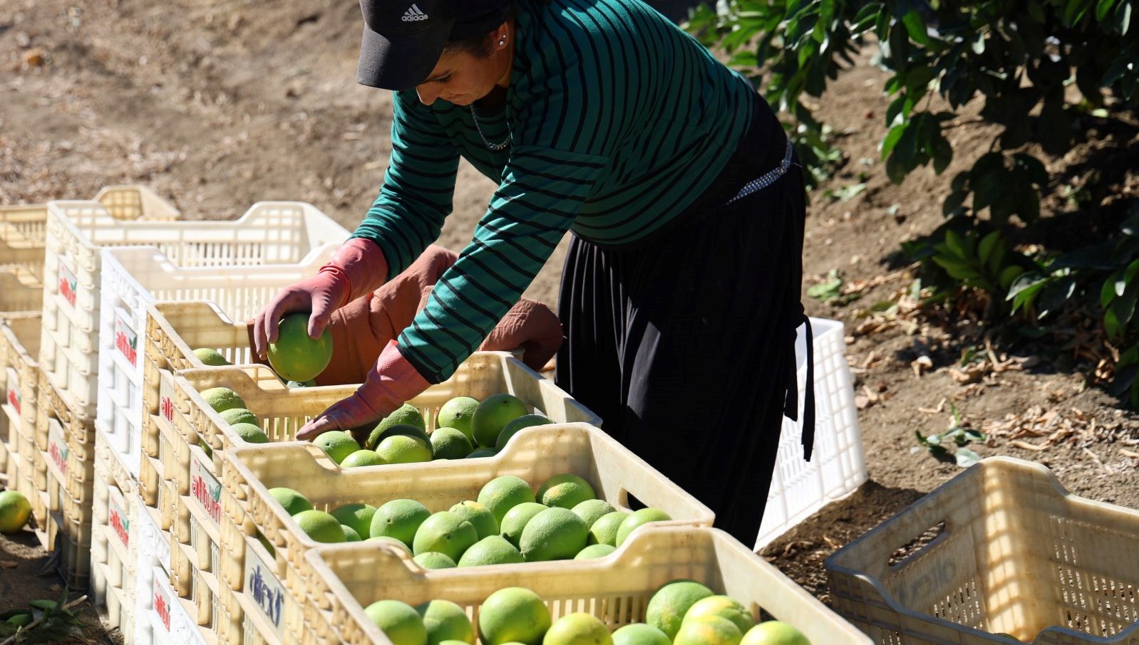 Adana’da portakaldan 371 bin ton verim bekleniyor