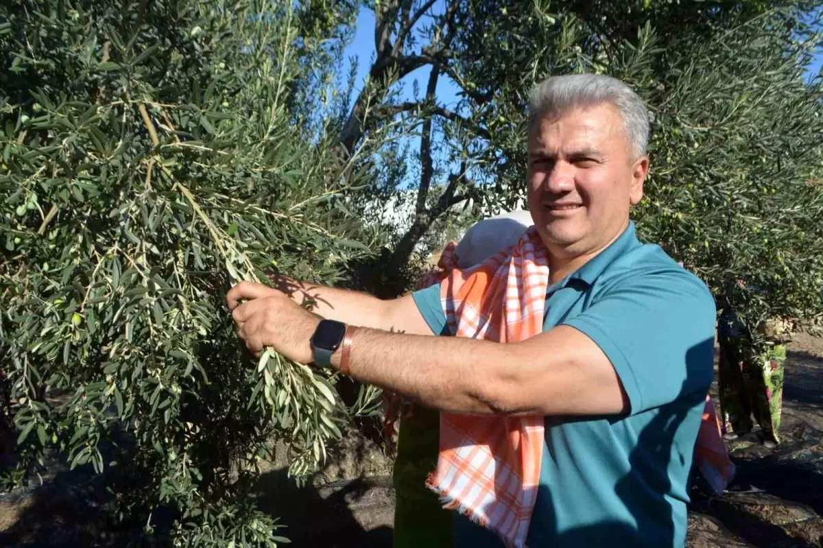 ayvalikta zeytin hasadi ve ab tescili vurgusu Vg2sMLX2