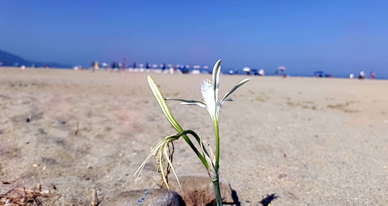 bu cicegi koparmanin bedeli yarim milyon tlden fazla LOIH1dJE