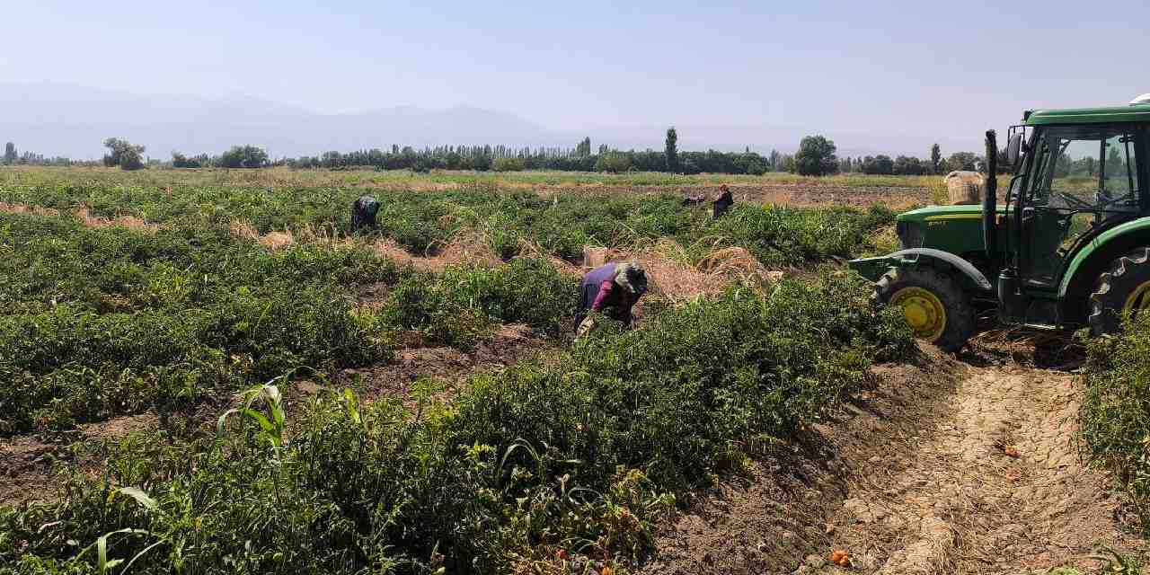 igdirda hasadi basladi kilosu 10 tlden 7 ton hasat bekliyor ymCMEnMY