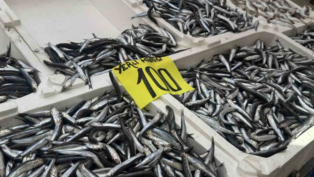 tezgahlarda hamsi bollugu kmSKyeC6