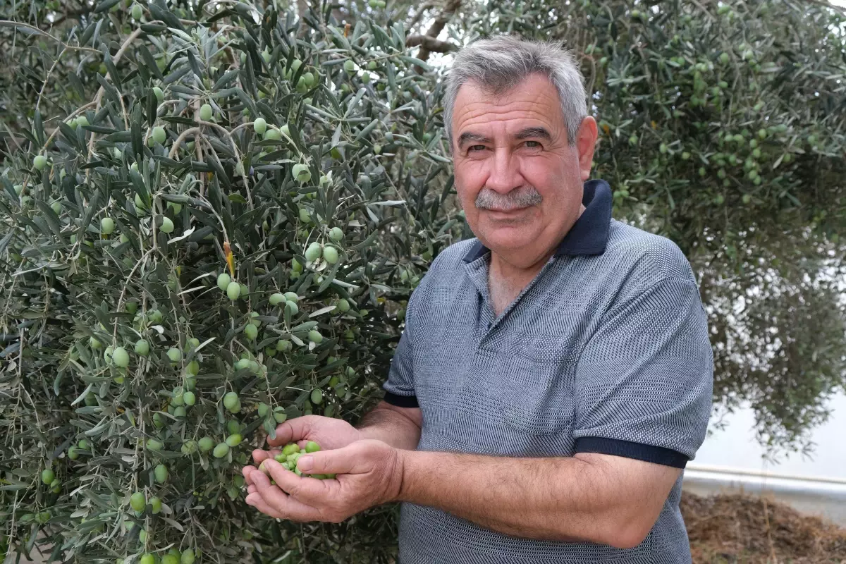 alanyada zeytin hasadi basladi rekolte yuzde 40 d dustu gPv2RMRy.jpg