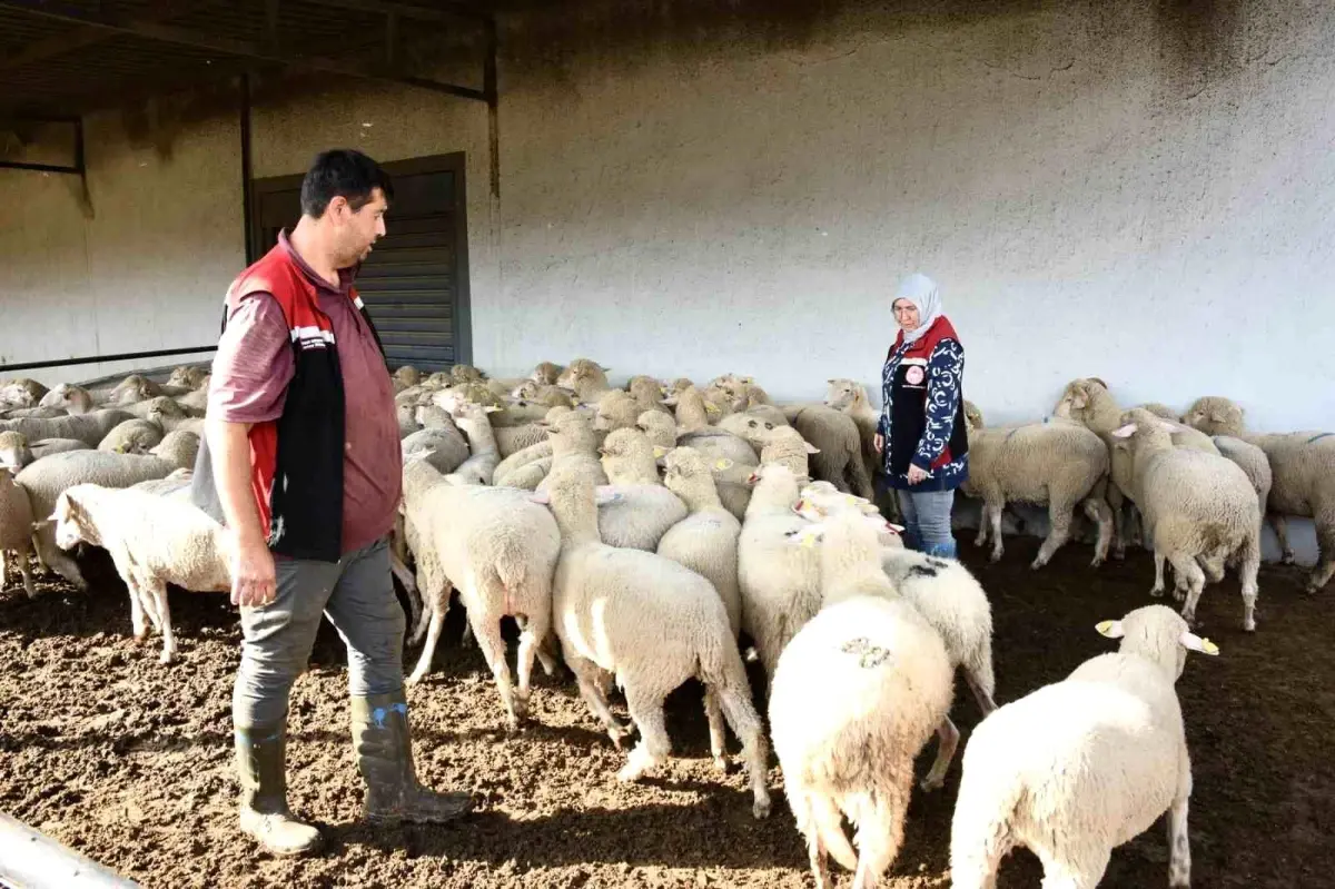 aliagada damizlik koyun uretim merkezi projesi tamamlandi npBc7ej7.jpg