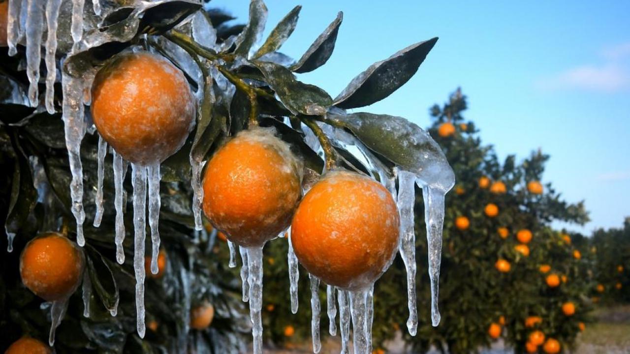 zirai dondan etkilenen ureticilere 17 milyar lira yeni destek odemesi gOkRsS3k.jpg