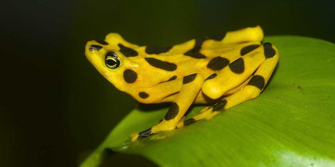 Panama’nın Altın Kurbağası, 17 Yıl Sonra Doğaya Dönüyor
