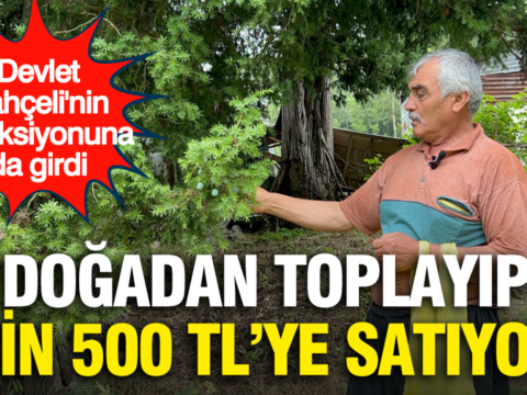 Dogadan topladigi cekirdekleri bin 500 tlye satiyor devlet bahcelinin koleksiyonuna da girdi EKcQEzfz