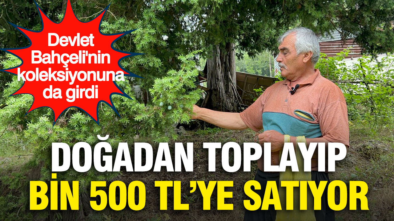 Dogadan topladigi cekirdekleri bin 500 tlye satiyor devlet bahcelinin koleksiyonuna da girdi EKcQEzfz